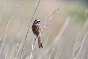 minimum number of books to be considered a library