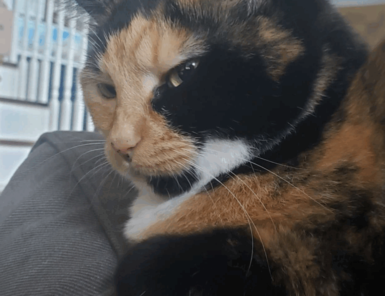 free logo directories flpstampive