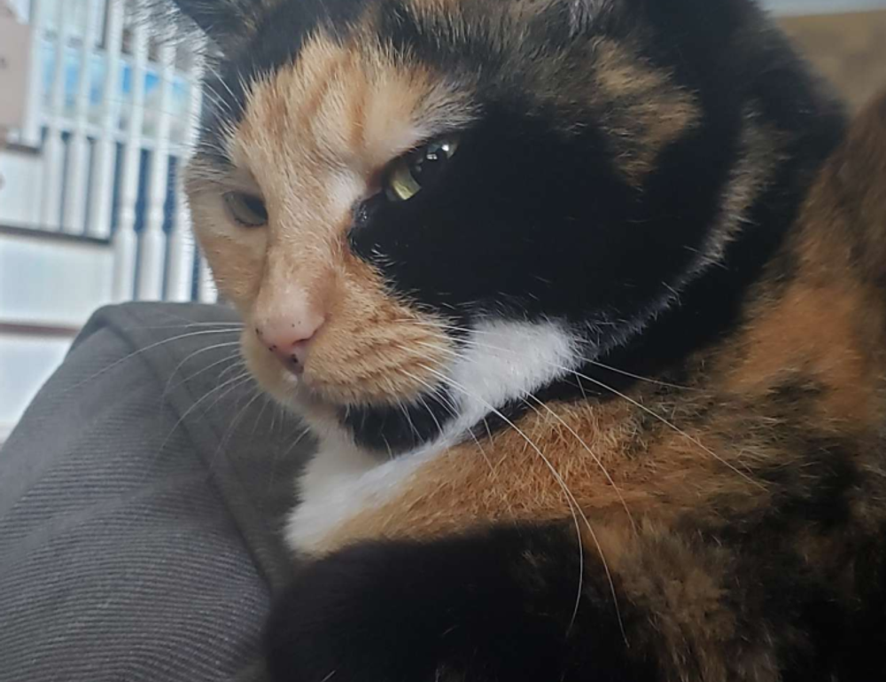 free logo directories flpstampive