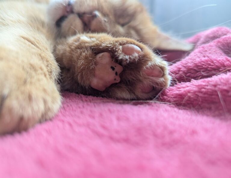 stamp library flpstampive