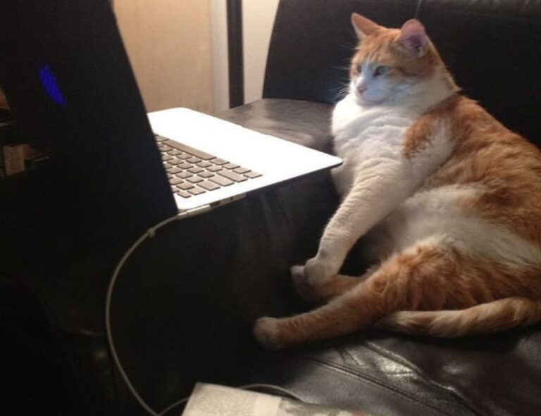 what logo format is best for a website flpstampive