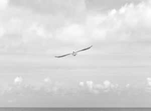 andreea bostanica goala