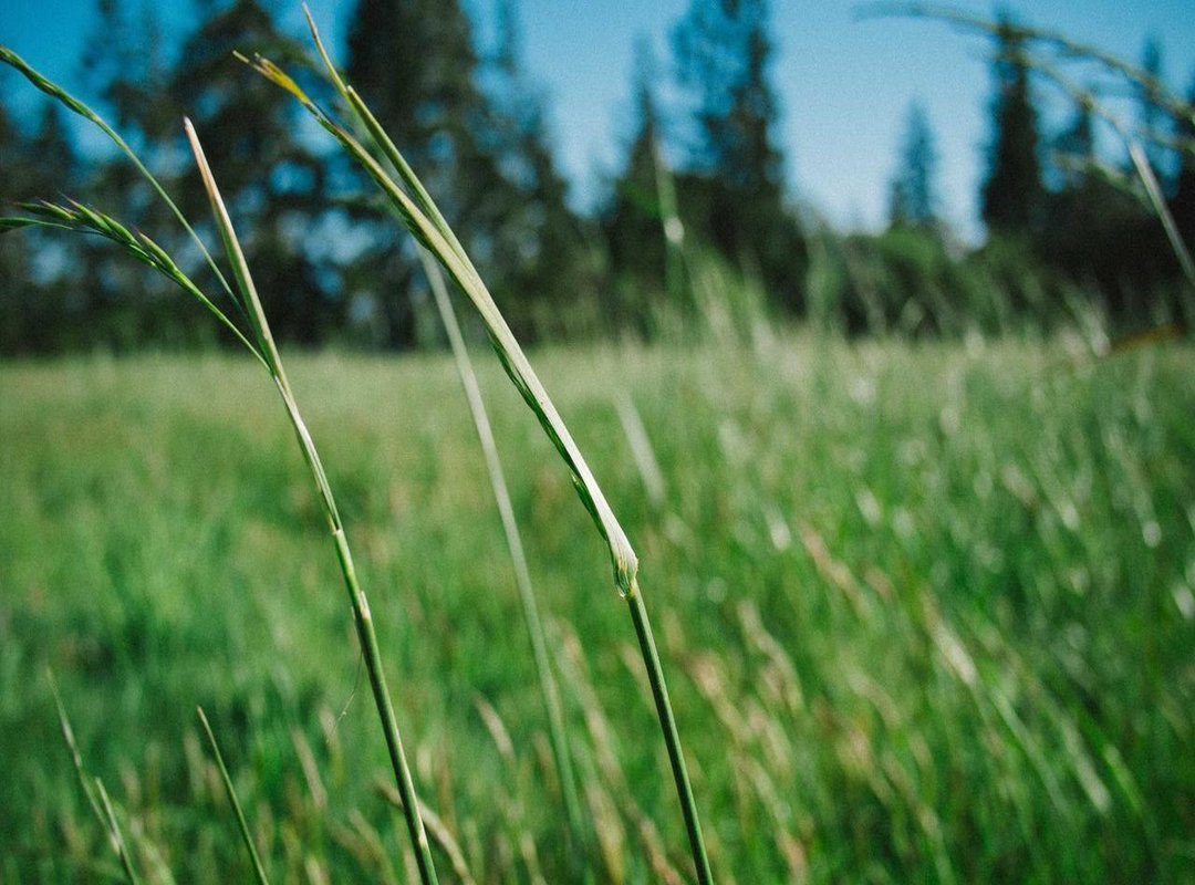 A Glimpse into Papiamentu: The Language of the Psalm